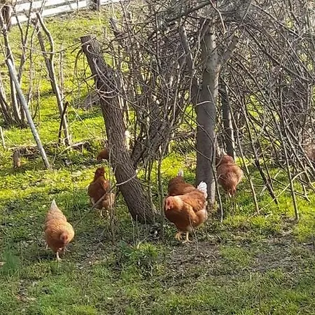 Hospodarstvi Skalka Farma Ceska Metuje