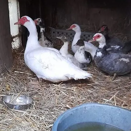 Farma Hospodarstvi Skalka